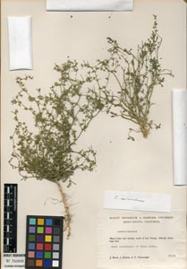 Herbarium Sheet of DS 741035